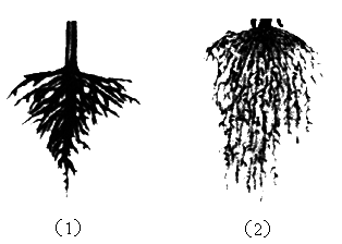 下图是张华在野外挖到的两株植物的根系.你认为它们各