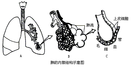 请仔细观察下图,并回忆肺的结构特点,说说这三幅图各表示了肺的哪些