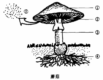 请分析回答下列问题 ⑴这个蘑菇的身体都是由〔 〕 构成的.