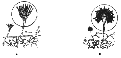 生物学(八年级上册) 题型:022 识图分析 下图是青霉和曲霉的模式图