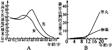 图a表示某男女身高生长速度曲线,图b表示睾丸和卵巢的发育趋势,请尝试