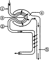 其中流动的是 血(2 形成尿液时.首先是血液通过 滤过到