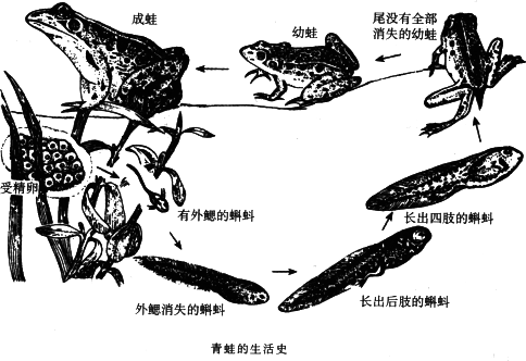 小立用青蛙的"卵"培育出青蛙,观察到了青蛙的生活史,并做了记录和思考