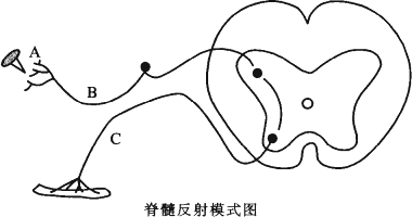 如图是一脊髓反射的模式图.请根据图回答下面的问题(1)若b处已断.