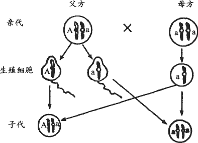 如图为人体某对染色体上基因(a,a为染色体上的基因)的遗传图解.