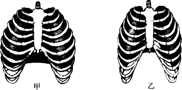 如图是膈肌的运动示意图,请据图回答下列问题.