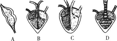 如下图是四种脊椎动物心脏结构示意图. (1)请据图回答
