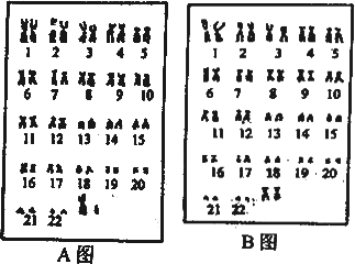 观察经整理后的男.女成对染色体排序图.