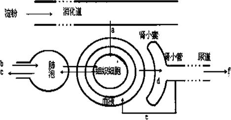 (1)淀粉被彻底消化后形成的物质a,参与消化a的消化液有________.