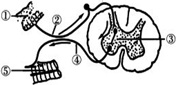 下图表示反射弧的组成示意图,反射弧包括感受器,传入神经,神经中枢,传