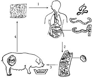 识图并回答问题 请解释猪肉绦虫生活史中1.3代表的传播途径.由此表明.