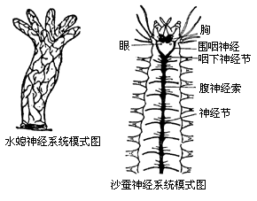 当刺激水螅和刺激蚯蚓时反应不同结合水螅和沙蚕的神经模式图说明理由