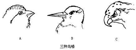 下图为三种食性各不相同的鸟喙.请回答: (1)以谷类为