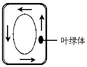 则实际上.黑藻细胞中叶绿体的