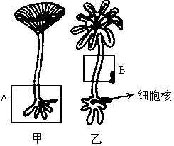 下面是以伞藻为实验材料所做的几个经典的生物学实验.请依据