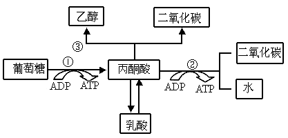 生物体内葡萄糖分解代谢过程的图解如下