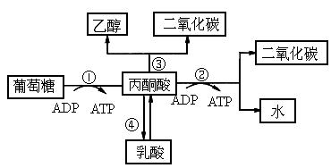 生物体内葡萄糖分解代谢过程的图解如下