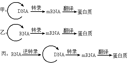 答案:略 解析: (1)dna,rna,rna,rna; (2)dna复制,rna复制,转录