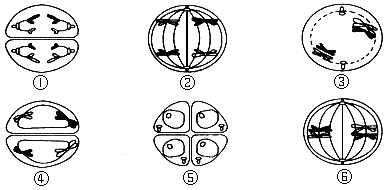 科目 来源 题型:013(2007上海生物,22)下图是动物减数分裂各期的
