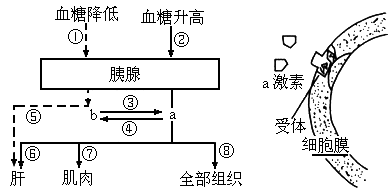 (2008福州模拟)在下图中,左图所示人体内血糖调节的部分图解,图中a,b