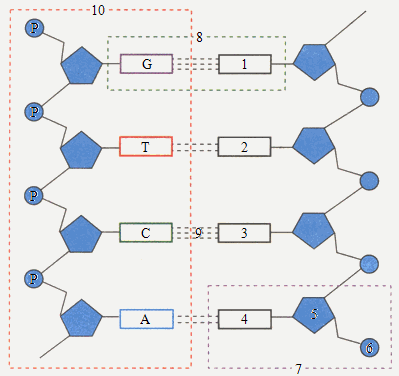 39. 下图是dna分子的结构模式图,请用文字写出图中1-10的名称:(10分)