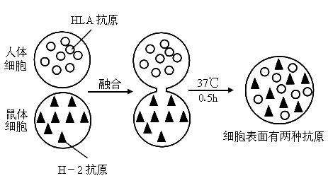 当这两种细胞融合成一个细胞时,开始一半呈绿色,一半呈红色.