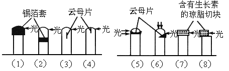 下图表示燕麦胚芽鞘进行的向光性实验锡箔套不透光云母片不透水