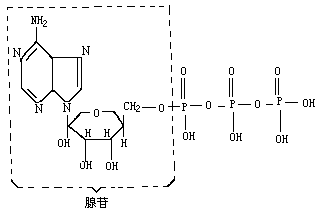 以下是三磷酸腺苷(atp)的分子结构: [  ] a.释能反应    b.吸能反应