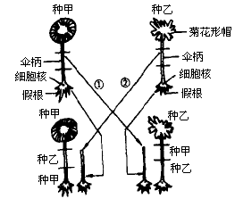图为两种单细胞伞藻的幼体相互嫁接的实验过程示意图