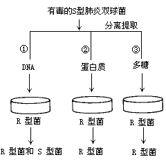 美国的科学家艾弗里和他的同事,在研究转化因子的过程中做了如下实验