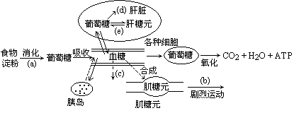 图是正常人的糖代谢途径及其调节的示意图.