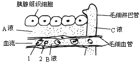 如图是人胰腺组织局部结构模式图.请根据图回答