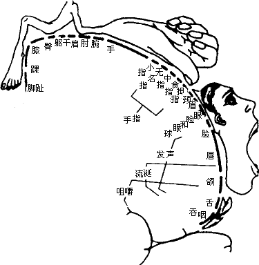 右图是人大脑皮层躯体运动代表区功能示意图.