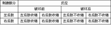 反射弧的