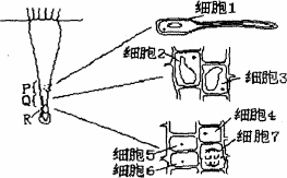 左下图为某植物根示意图,右下图是左下图中的p,q,r的放大示意图.