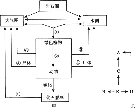 根据碳循环示意图甲和食物网图乙回答问题