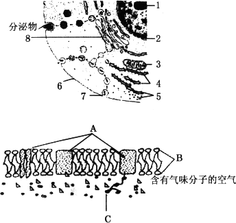 〔2〕核糖体 〔3〕染色体 (3)184 8