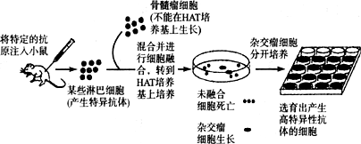 下图是单克隆抗体制备流程阶段示意图