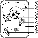 如图是从某生物组织分离出来的细胞结构示意图,看图回答下列问题