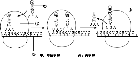 观察下列蛋白质合成示意图回答问题