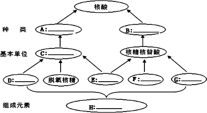 (五)画概念图 将"核酸"核苷酸"脱氧核糖核苷酸"核糖核苷酸"磷酸"