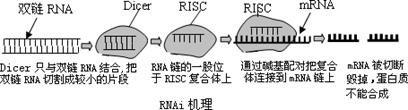 基因的碱基:信使rna的碱基:氨基酸个数=6:3:1 语句:1.