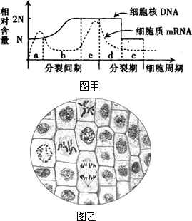 通过实验研究洋葱根尖细胞有丝分裂过程,得出下图所示的结果,其中图甲