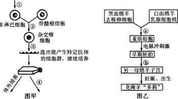 下面两幅图分别是单克隆抗体制备过程和克隆羊培育过程示意图,请据图