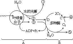 下图是光合作用过程的图解(1)光合作用的过程可以分为两个阶段.