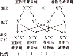 偶然出现 了一些卷刚毛果蝇.利用这些自然繁殖的果蝇进行实验.