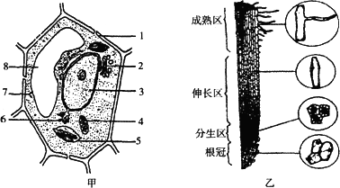 图甲是植物细胞亚显微结构模式图.图乙是小麦根尖结构模式图.