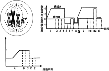 b时期曲线下降是由于同源染色体的分离 d.o-d过程不存在细胞分化