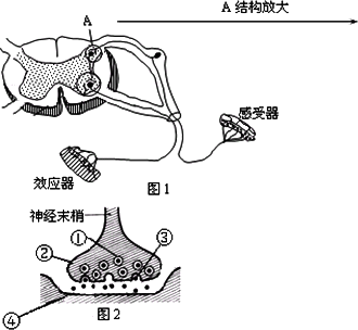 下图是一个反射弧和突触的结构示意图请分析回答