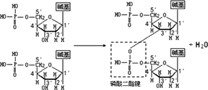 下图表示两个脱氧核苷酸分子在dna聚合酶的作用下脱水形成磷酸二酯键